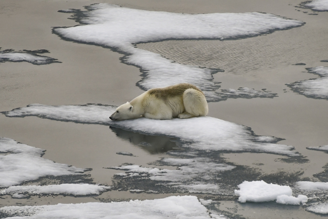 지난달 16일(현지 시간) 북극해 프란츠 요셉 군도에서 찍힌 북극곰의 모습./AFP연합뉴스