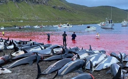 지난 12일 덴마크령 페로 제도에서 학살당한 돌고래들. / 해양 환경보호 단체 ‘씨 셰퍼드(Sea Shepherd)’ SNS 캡처