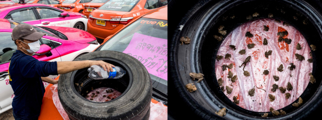 낡은 타이어로 만든 임시 연못에서 개구리들이 서식하고 있다./AFP연합뉴스