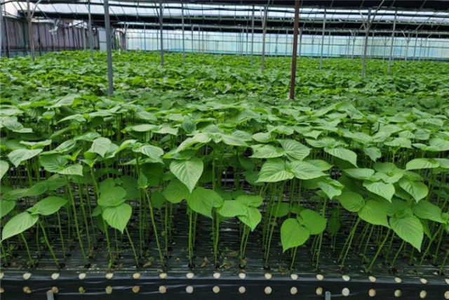 부산시농업기술센터, 들깻잎 수경재배 기술 보급 시범사업 추진