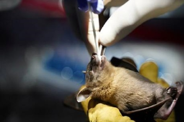 라오스 박쥐서 코로나19와 96.8% 일치하는 바이러스 발견