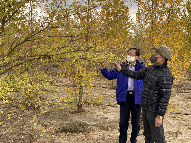 최병암(사진 오른쪽 첫 번째) 산림청장이 몽골 룬솜지역 조림성공지을 방문해 나무를 살펴보고 있다. 사진제공=산림청