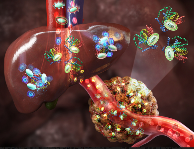 지르코늄-89 철 나노 입자가 종양에 도달하는 모습을 설명하는 이미지.