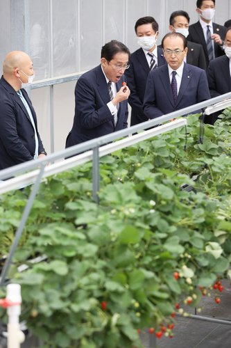 기시다 후미오(岸田文雄) 일본 총리가 17일 오후 일본 후쿠시마(福島)현의 한 딸기 농장에서 딸기를 맛보고 있다. /연합뉴스