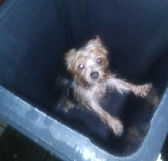 전남 나주의 한 아파트 분리수거장에 있는 음식물 쓰레기통에서 발견된 강아지의 사진이다. /온라인 커뮤니티 캡처