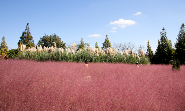 핑크뮬리는 생태계 교란종이라는 평가에도 많은 사랑을 받으며 가을 대표 식물로 자리 잡아가고 있다.