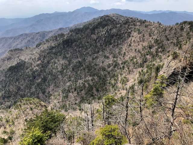구상나무 등 한국 고유 침엽수종, 멸종위기에서 구해낸다