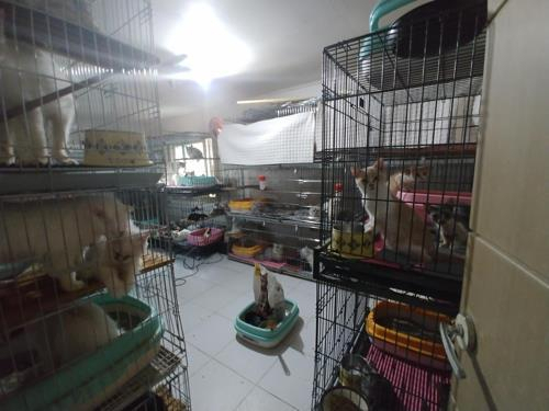 지난해 2월 적발된 부산 수영구 한 주택가의 고양이 사육장 모습. /연합뉴스