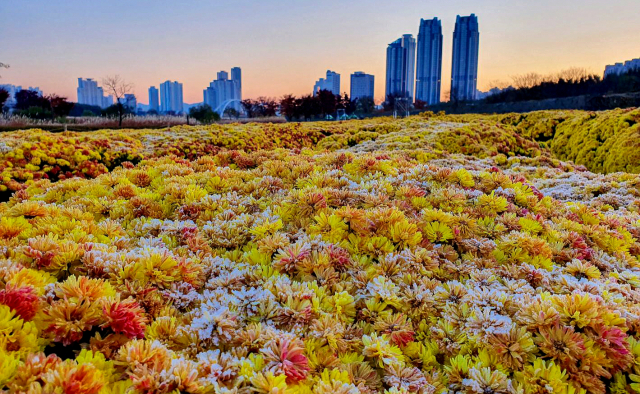 지난해 11월 태화강 국가정원 주변 국화에 내린 서리가 국화꽃과 함께 아름다운 조화를 연출하고 있다. /사진제공=울산시