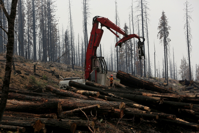 韓·브라질·콩고 등 105개국 '산림 파괴 중단' 선언