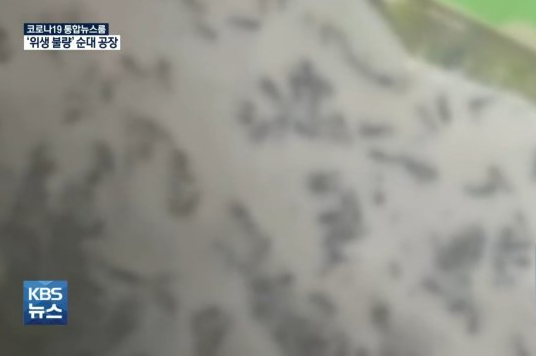 순대를 찌는 대형 찜기 아래 바닥에 벌레들이 붙어있는 모습/사진=KBS 뉴스 방송화면 캡처