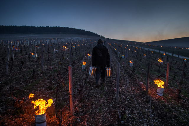 프랑스 한 포도농장에서 지난4월 한 농부가 서리 피해를 막기 위한 소형 모닥불을 밭에 설치하고 있다. /EPA연합뉴스