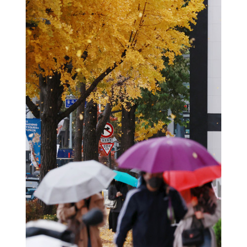 8일 오전 서울 종로구 율곡로에서 은행 낙엽이 비바람에 흩날리는 가운데 우산을 쓴 시민들이 출근하고 있다./연합뉴스