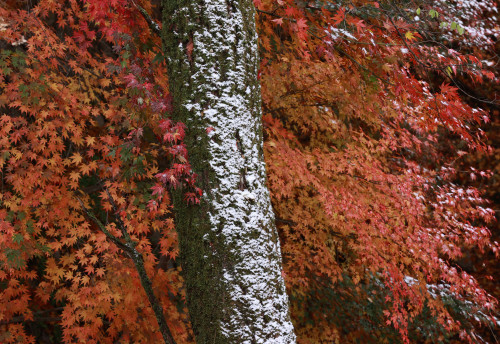 이른 아침 서울 지역에 눈이 내린 지난 10일 서울 종로구 북악산에서 단풍 사이 나무에 눈이 쌓여 있다./연합뉴스