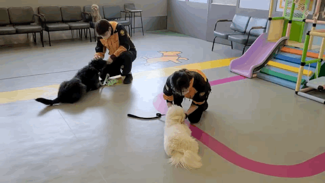 지난 10일 서울 성동구에 위치한 바우라움 강아지유치원에서 전문 훈련사들이 강아지들을 교육하고 있다. /윤선영 인턴기자