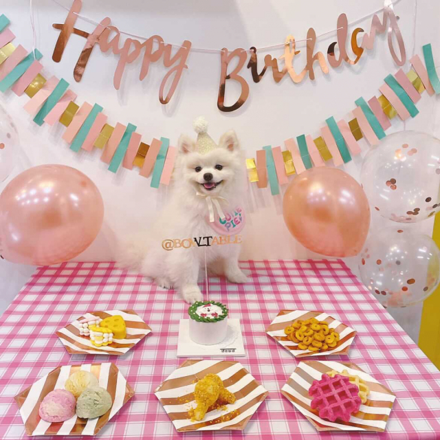 수원 영통구의 한 펫푸드 매장에서 강아지가 반려동물용 수제간식과 케이크를 차려놓고 생일파티를 하고 있다. /멍멍밥상 제공