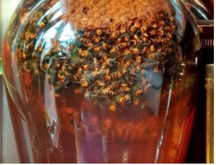 말벌·불개미로 만든 담금주 효능은?…'생명 앗아갈 수도'
