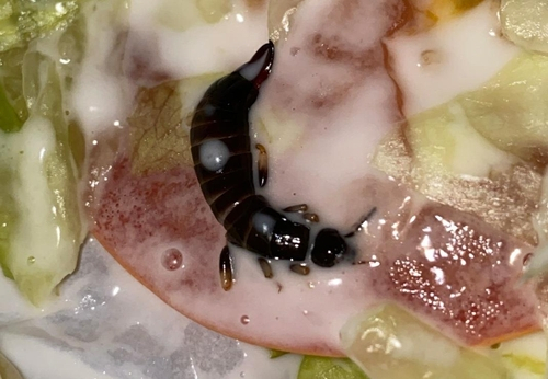 유명 패스트푸드 체인의 국내 점포가 햄버거에서 커다란 집게벌레가 나온 것으로 확인돼 시정명령 처분을 받게 됐다. /이미지투데이