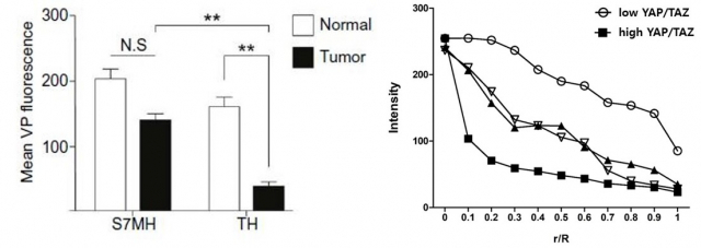 왼쪽 그림에서 YAP/TAZ 발현량이 낮은 모델(S7MH)에서는 기질의 활성화가 낮고 약물의 투과성이 시간이 지날수록 암 주변 조직과 비슷하게 나타났다. 반면 YAP/TAZ 발현이 높은 모델(TH)에서는 암 조직 내 약물 투과도가 주변 조직에 비해 약 4배 정도 낮았다. 오른쪽 에서 YAP/TAZ의 발현이 낮은 오가노이드 모델(흰 동그라미)이 YAP/TZA의 발현이 높은 모델(검정 네모)과 비교해 암 조직 중심부로의 약물 투과도가 약 8배 정도 높게 나타났다.(r/R 값이 1에 가까울수록 암 조직의 중심부와 가깝다)/사진제공=세브란스병원