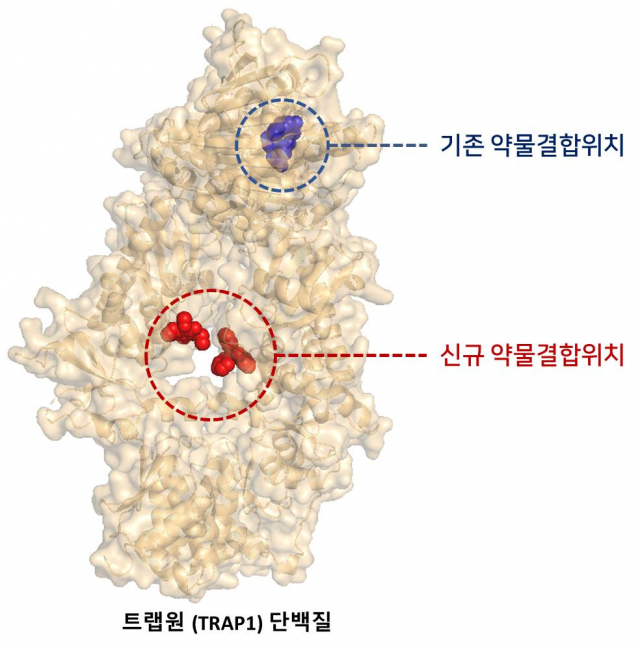 트랩원 단백질의 구조와 억제약물의 결합부위. /그림제공=UNIST