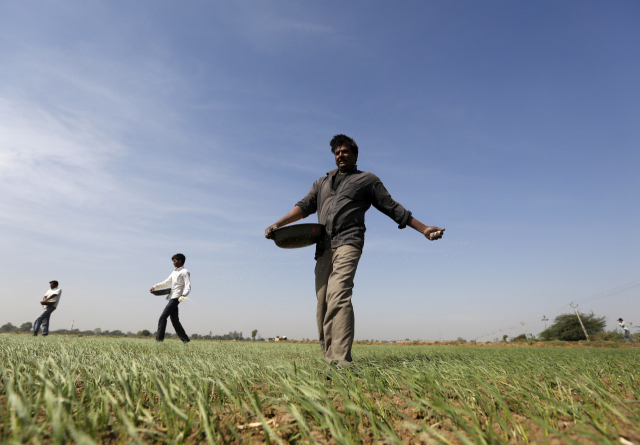 인도의 밀 농장 /로이터연합뉴스
