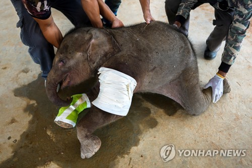 덫에 걸린 채 생사가 위태로운 상황에서 구조된 태국 코끼리. /로이터=연합뉴스