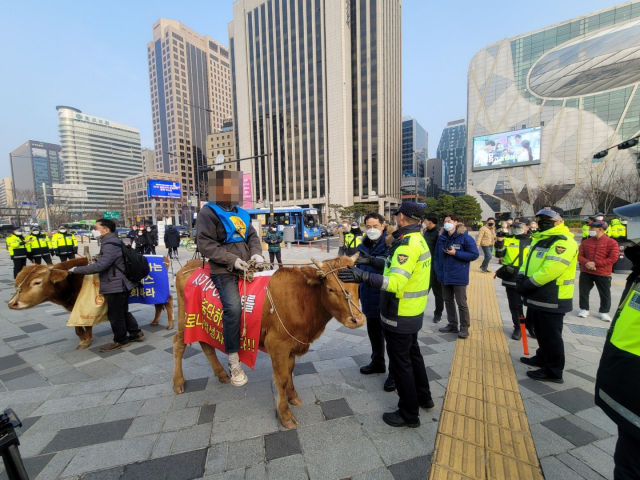 지난 11일 열린 서울 도심 집회에 소 2마리를 데리고 참가하려다가 경찰에 제지당하자 덕수궁 돌담길에 소를 내버려 두고 떠난 소유주가 경찰 조사를 받고 있다. /연합뉴스