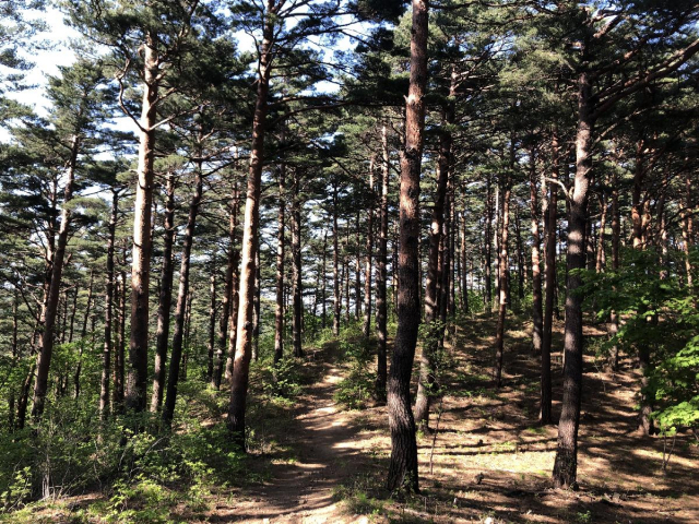 한국관광공사와 전국관광기관협의회가 ‘친환경 추천 여행지’로 선정한 대관령소나무숲길. 사진제공=한국등산·트레킹지원센터