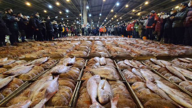 14일 오전 부산 서구 부산공동어시장에서 지난밤 제주 해역에서 조업 된 참돔 2만5천 마리가 경매에 부쳐져 판매되고 있다. /연합뉴스