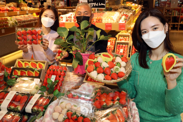 우수 딸기 농가 생산자 오세국(가운데) 농부와 이마트 모델들이 서울 강남구에 있는 프리미엄 슈퍼마켓 SSG푸드마켓 도곡점에서 ‘유명 산지 프리미엄 딸기 모음전’ 행사를 소개하고 있다. SSG푸드마켓은 오는 22일까지 일주일간 경남 산청 눈꽃딸기, 충남 공주 킹스베리 등 유명 산지에서 수확한 프리미엄 딸기 10여 종을 최대 40% 할인 판매하는 행사를 진행한다./사진 제공=이마트