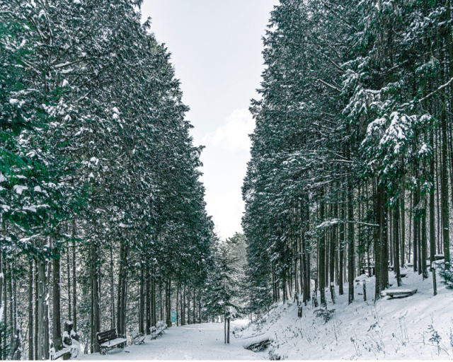 한겨울 공기마을 편백나무 숲의 매력은 호젓함이다. 새하얀 눈길에 가장 먼저 발자국을 낼 수 있을 만큼 평소 찾는 사람이 적다.