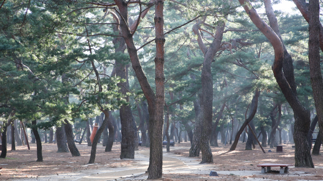 하동송림은 조선시대 강바람을 막기 위해 조성된 방품림이지만 지금은 주민과 여행객을 위한 휴식처 역할을 하고 있다.
