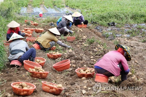 강원 춘천시 서면 신매리에서 햇감자를 수확하는 외국인 노동자 모습 /연합뉴스