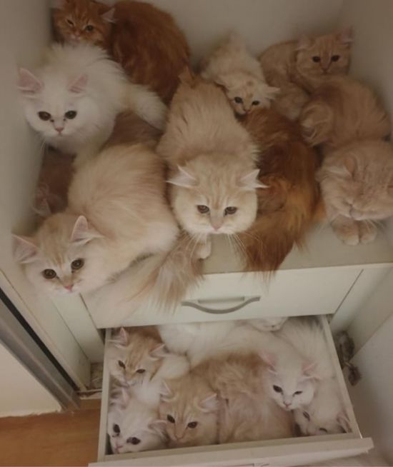 지난달 말 주인 없는 좁은 오피스텔에 갇혀 방치되던 32마리의 고양이들이 고양이보호단체에 의해 구조됐다./'나비야사랑해' 공식 인스타그램 캡처
