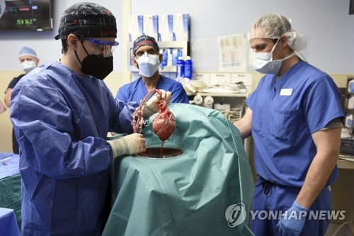 미국 메릴랜드주 볼티모어에서 지난 7일(현지 시간) 메릴랜드대 의료진이 사람 심장을 이식받지 못한 시한부 환자 데이비드 베넷(57)에게 이식할 돼지 심장을 들어 보이고 있다. 10일 이 대학 의료센터는 돼지 심장을 이식받은 이 환자가 사흘째 안정된 상태에서 회복 중이라고 밝혔다. 돼지 심장을 인체에 이식하는 수술은 이번이 처음이다. /사진 제공=메릴랜드대 의대