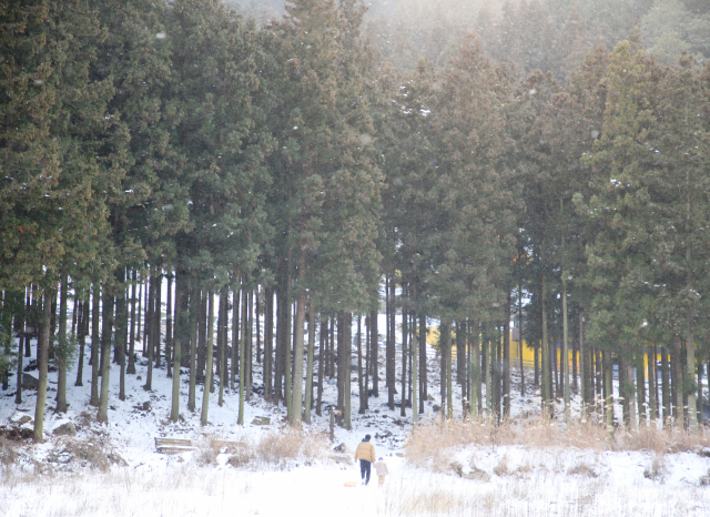 사계절 푸른 축령산 편백숲은 겨울 눈이 내리면 운치가 더해진다. 눈이 쏟아지던 날 눈썰매를 타는 부자.