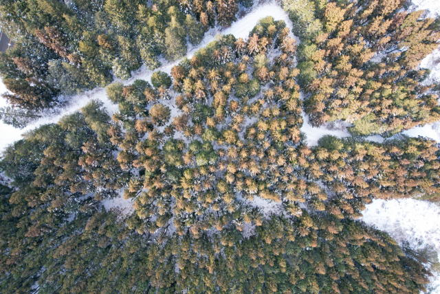 축령산 편백숲에는 삼나무와 편백나무가 뒤섞여 자라고 있다. 드론으로 내려다본 편백숲에는 크리스마스 트리 모양으로 숲길이 나 있다.