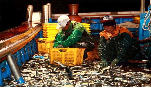 물고기 잡는 외국인 선원, 2026년부턴 내국인과 같은 최저임금