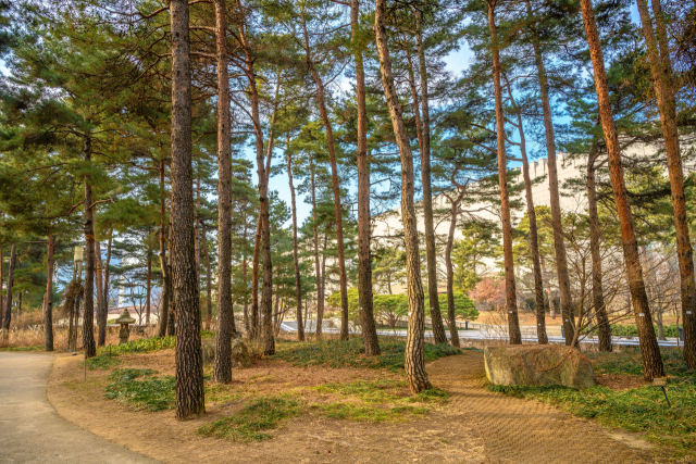 소나무 둘러쌓인 야외정원 산책길/사진=서울관광재단