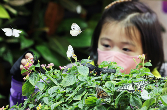 입춘을 하루 앞둔 3일 오후 경기도 용인시 에버랜드 나비정원에서 어린이가 다양한 나비를 살펴보고 있다. /용인=연합뉴스