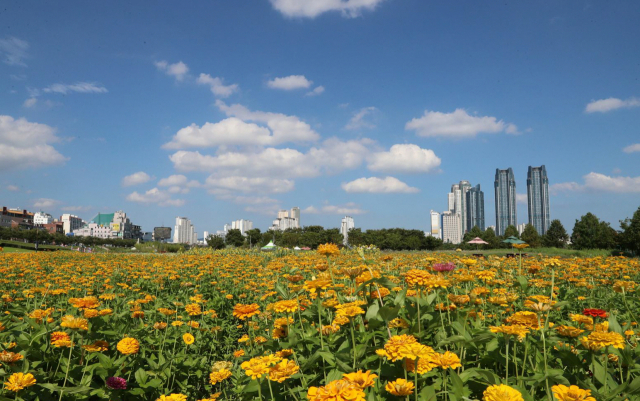 지난 8월 울산 태화강국가정원에 백일홍이 활짝 피어 있다. /사진제공=울산시