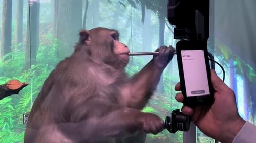 미국 동물권 보호단체 '책임 있는 의학을 위한 의사 위원회'(PCRM)는 뉴럴링크가 뇌 실험을 진행하는 과정에서 원숭이를 학대했다고 주장하며 미국 연방정부의 조사를 요구했다. /뉴럴링크 트위터 캡처