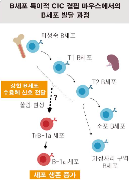 CIC 결함에 의한 B-1a세포 형성 증대 모습.