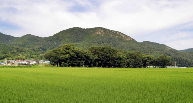 천연기념물로 지정된 영덕 도천리 도천숲 전경. /사진제공=문화재청