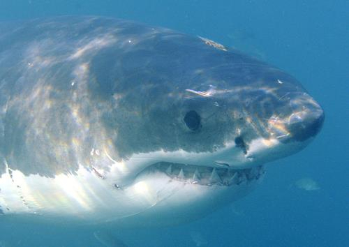 17일 AFP등 외신에 따르면 전날 오후 시드니에서 남쪽으로 20㎞ 정도 떨어진 리틀베이 비치에서 수영하던 1명이 상어에 공격을 당해 목숨을 잃었다. 이 사진은 기사와 직접적인 관련이 없습니다. /EPA 연합뉴스