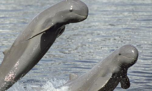 멸종 위기에 처한 이라와디돌고래/WWF홈페이지