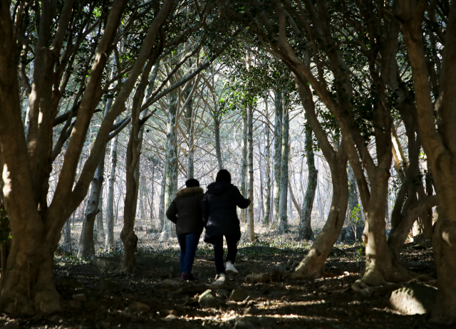 전남 고흥군 천등산 기슭에 자리한 금탑사 경내 비자나무숲을 오르는 방문객들. 비자나무숲 초입은 수백 년 된 아름드리 동백나무 수십 그루가 우거져 있다.