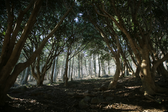 천연기념물 금탑사 비자나무숲. 사진 앞쪽이 동백나무고 뒤쪽이 비자나무다.