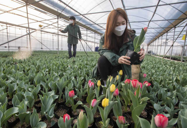 [사진]‘경칩’ 앞두고 꽃망울 터뜨린 튤립…에버랜드, 18일부터 튤립정원