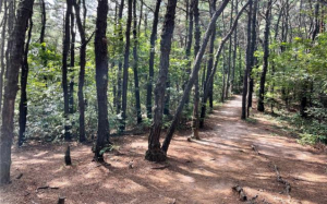 도시자연공원구역 내 매입 대상 사유지인 불암산 등산로. 사진 제공=서울시